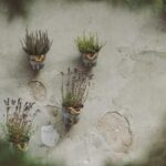 Tips for Creating a Sustainable Garden in Small Urban Spaces